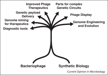 Bacteriophage - Synthetic Biology